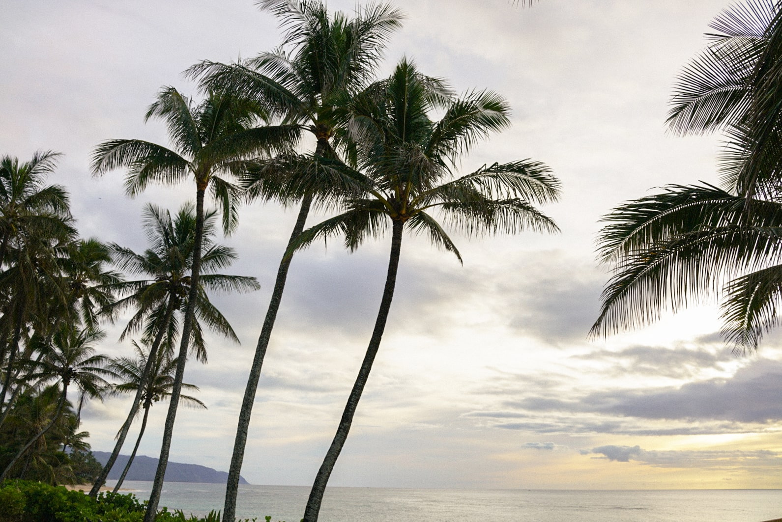 Palm trees on the beach