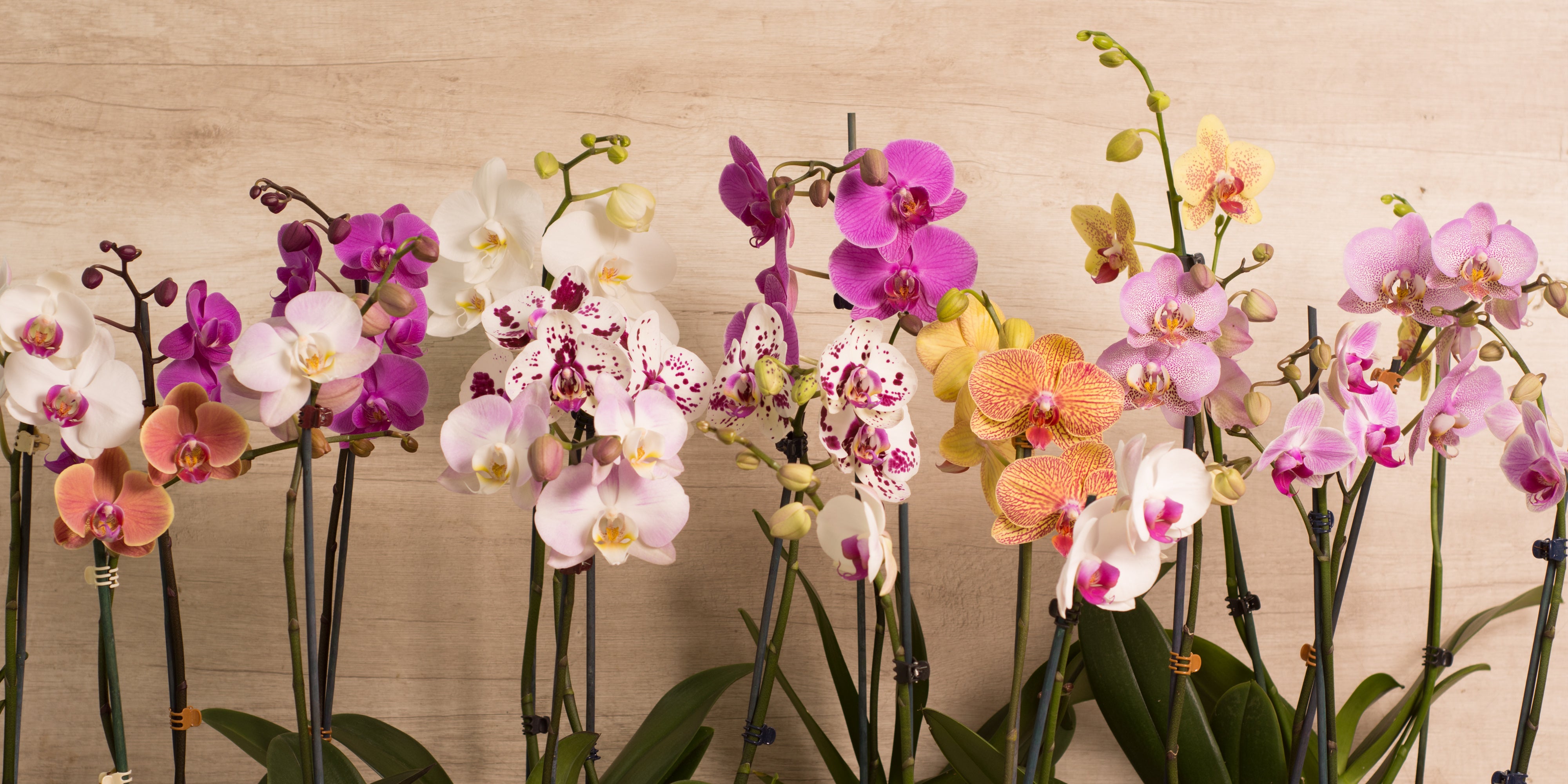 Como cuidar una orquídea Phalaenopsis durante la floración? – FlorerÍa La  Botánika Perú