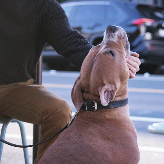 Romean Black Collar & Leash