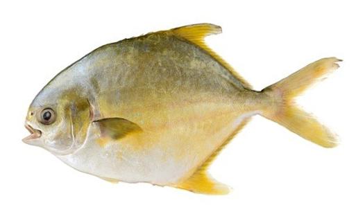 金鯧魚 大 900 1000g Golden Pomfret L 3609 808super Com