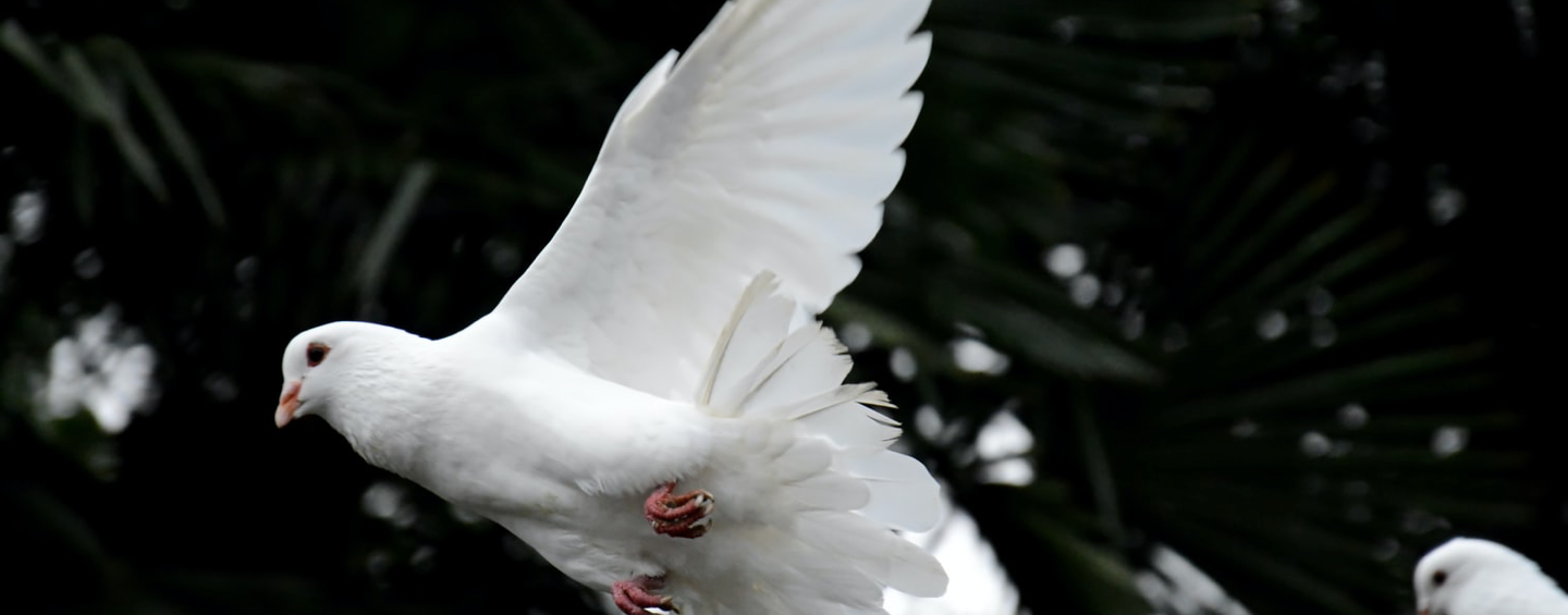 weiße Taube Symbol