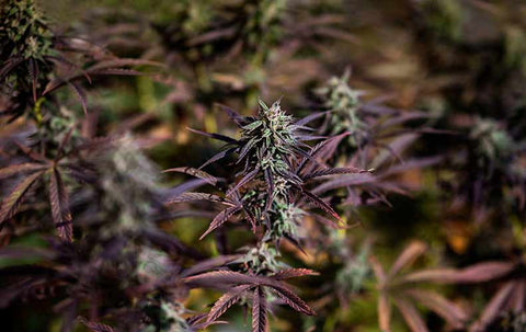 which marijuana strains to grow