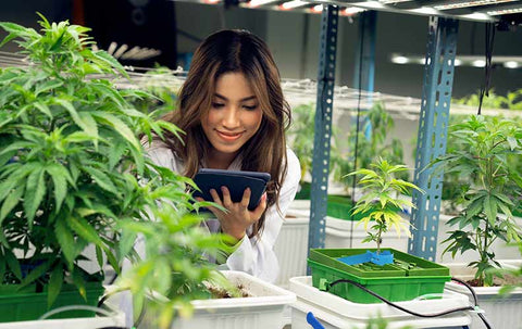 grow marijuana indoors
