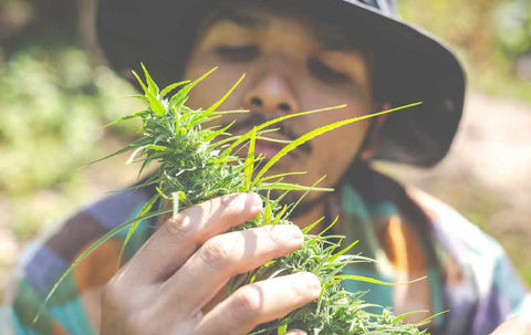 grow marijuana out door