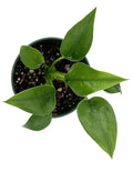 Alocasia Tiny Dancer - Plant Proper - Overview