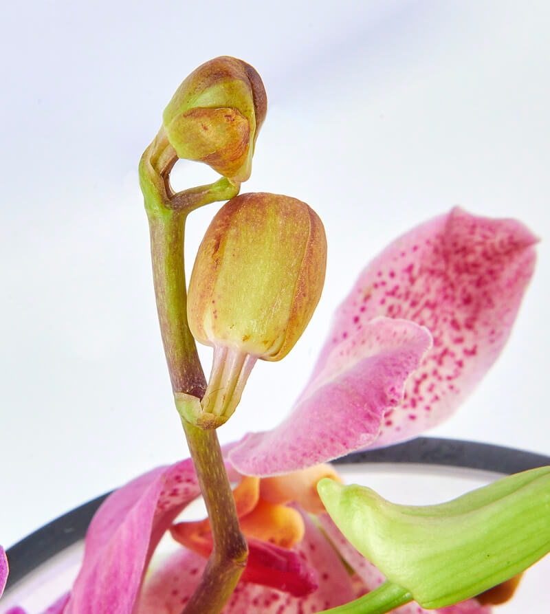 Mixed Orchid Tear Drop Vase – Bloom'd