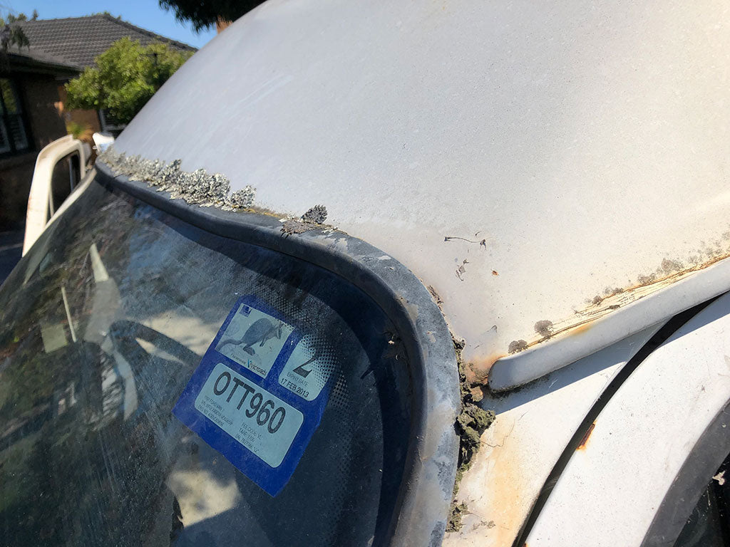 Windscreen mould shows signs of healthy eco-system support