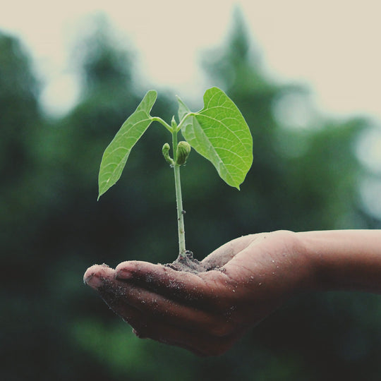 Ecological initiative - hand holding plant