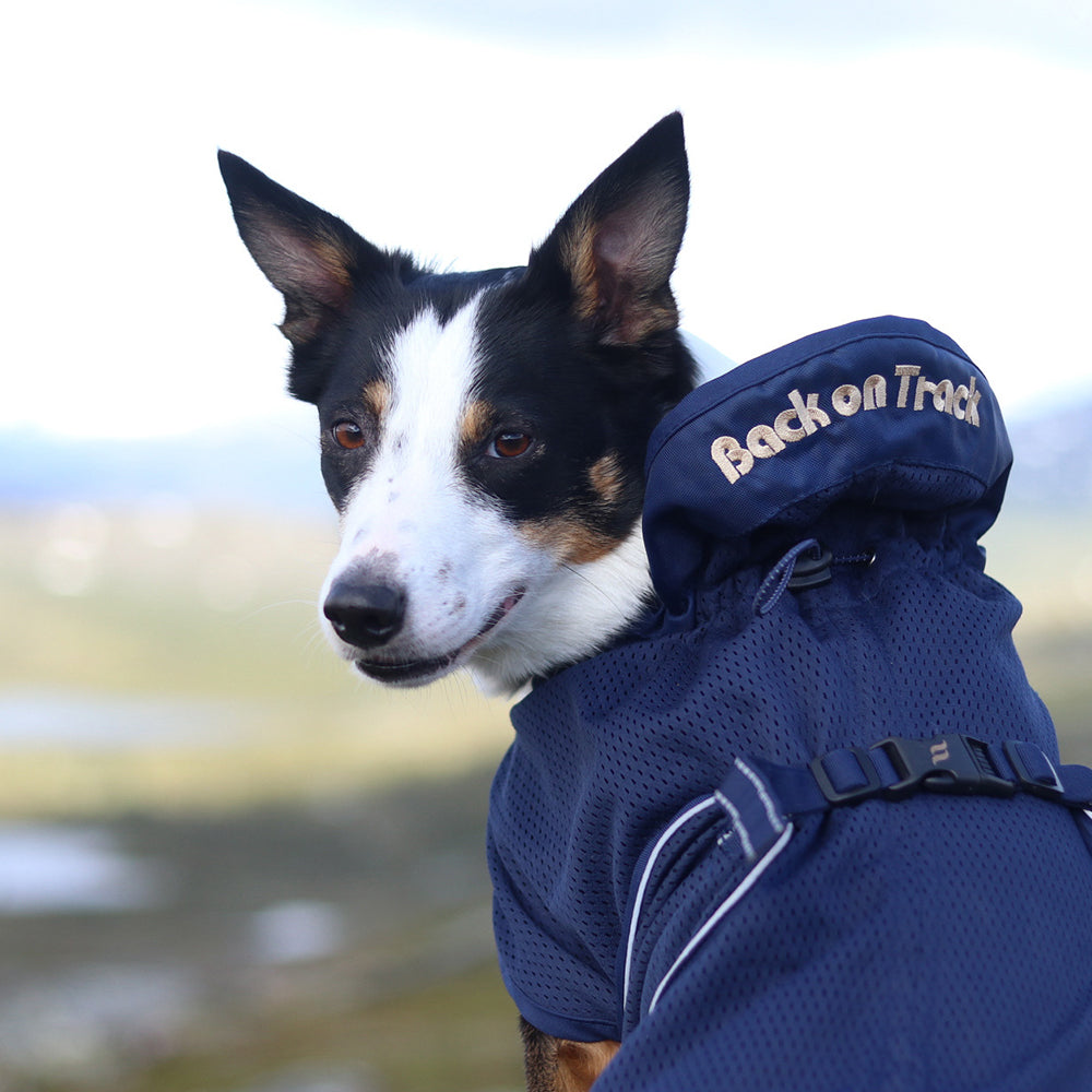 Hund med nättäcket från Back on Track