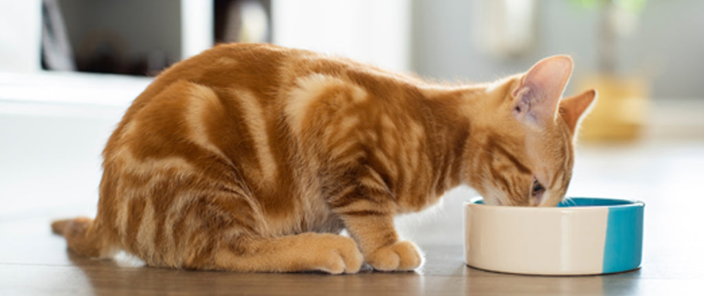 Ginger tabby kitten eating HiLife it's only natural kitten food