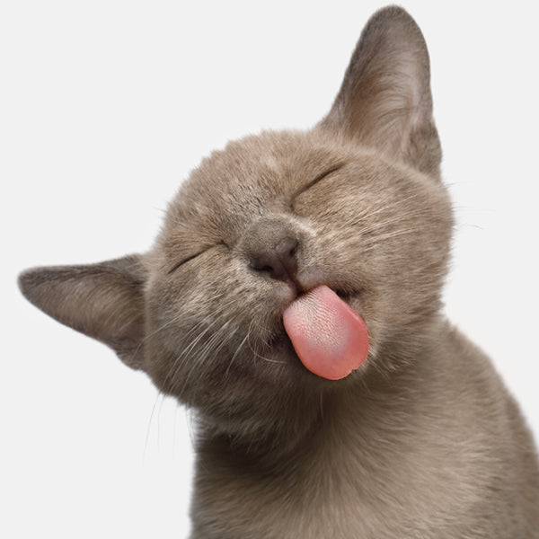 Cute grey kitten licking forwards with it's tongue and has it's eyes closed in concentration