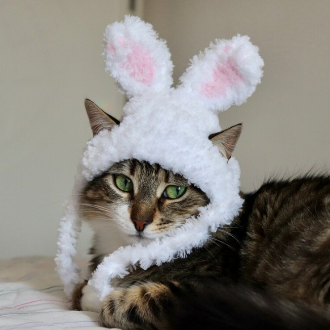 crochet bunny hat for cat