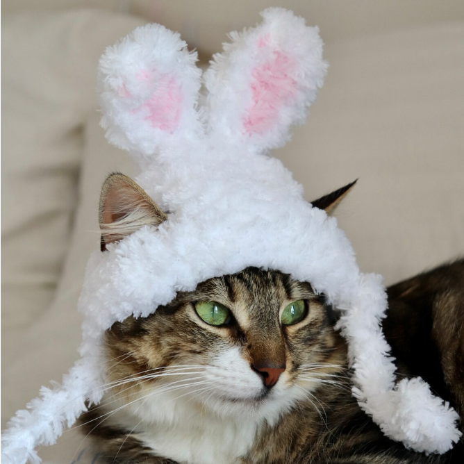 crochet bunny hat for cat