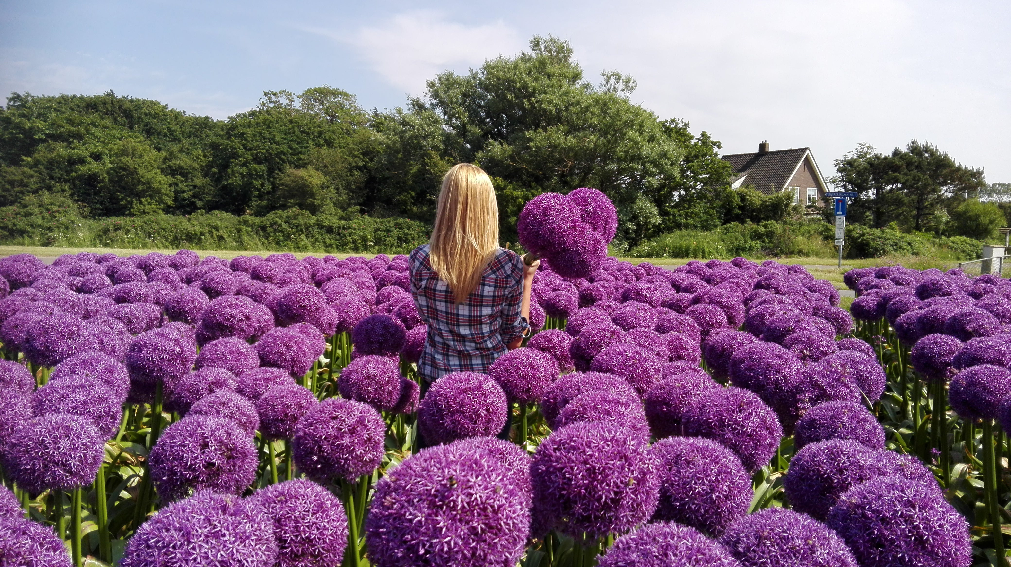 Poradniki ogrodnika: uprawa czosnku ozdobnego (Allium)