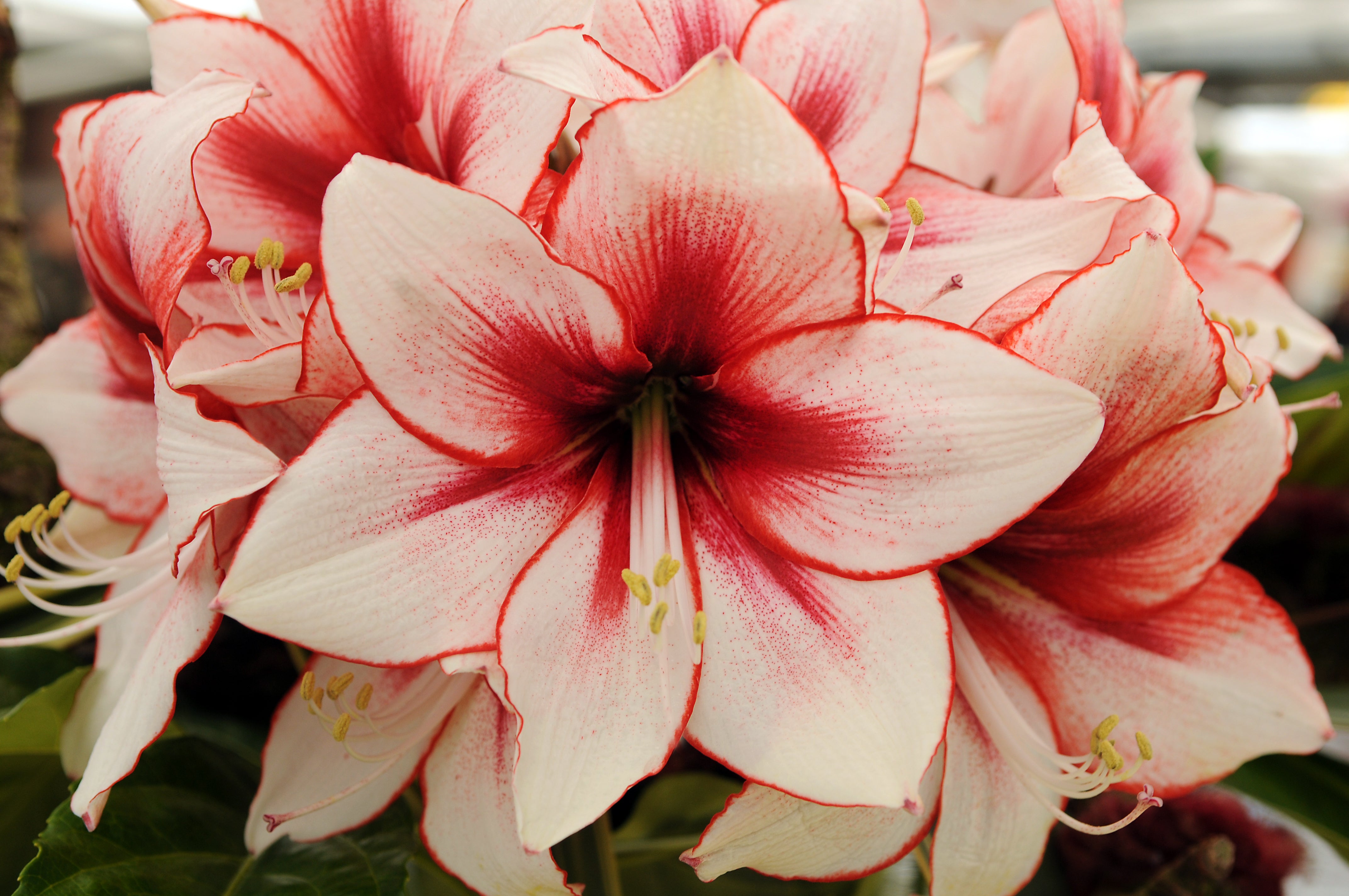 Guides de culture : Comment cultiver les amaryllis