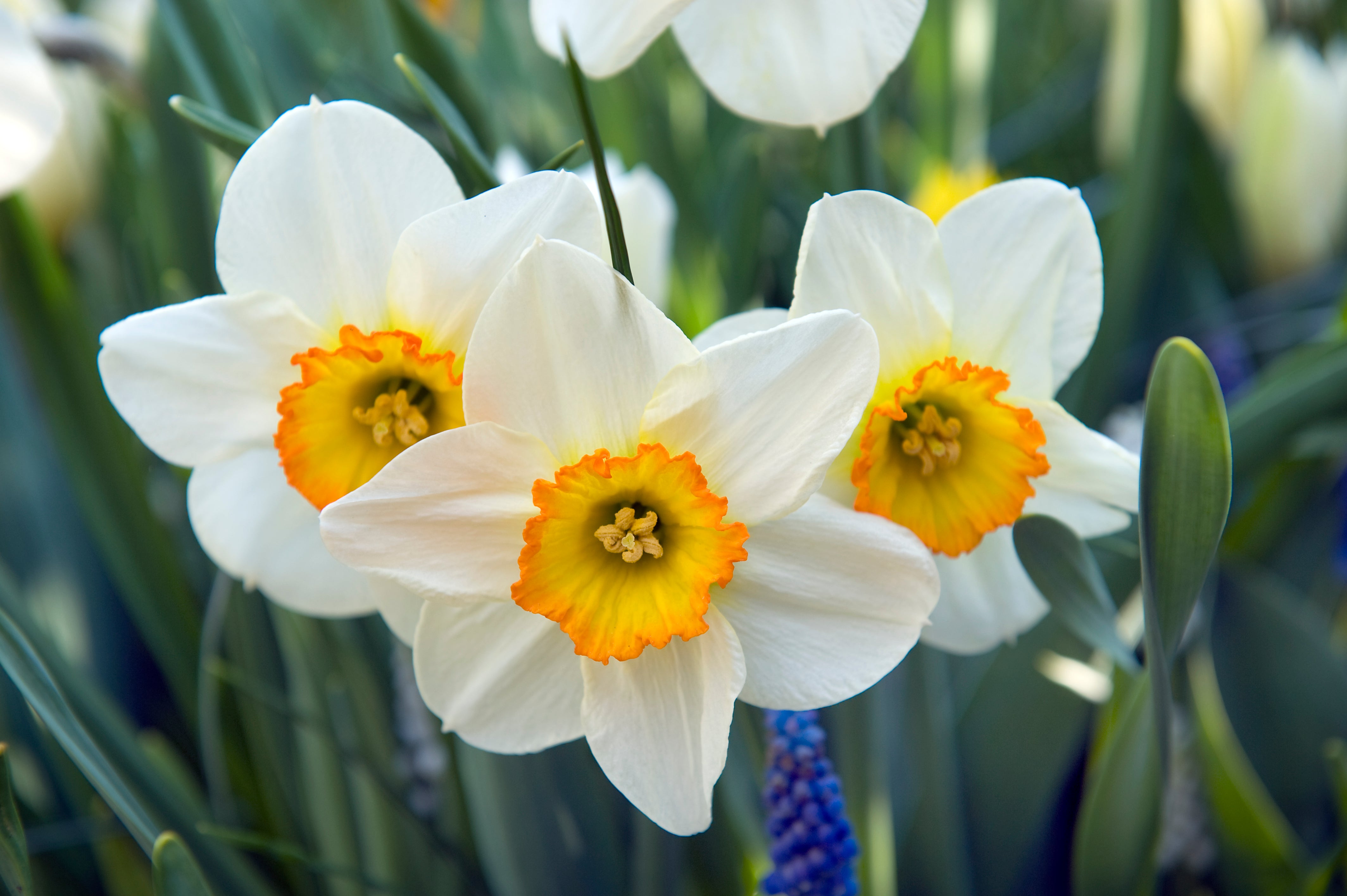 Comment cultiver les jonquilles et les narcisses