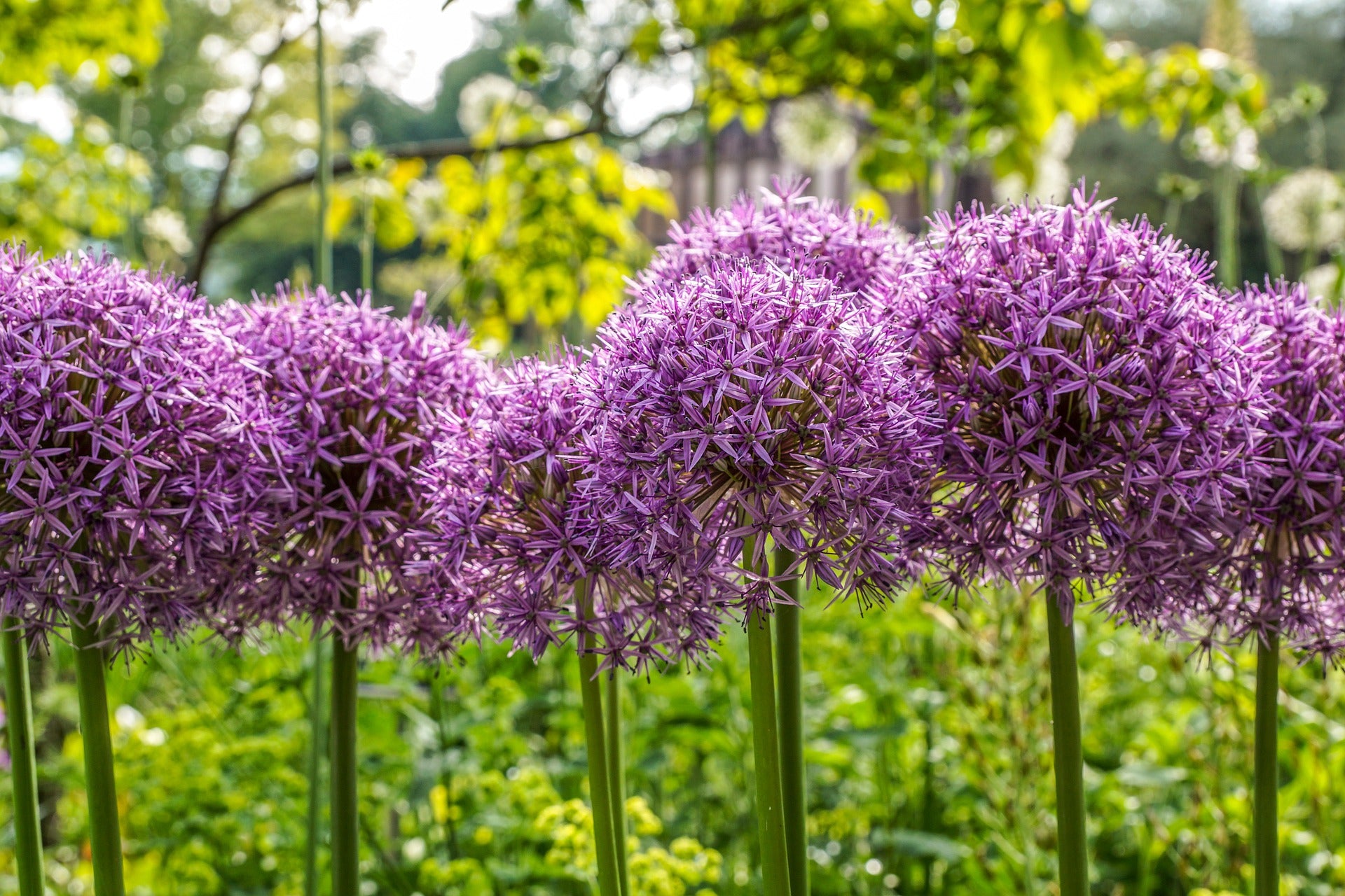 Bulbes ornementaux –Les alliums dans les bordures de jardin