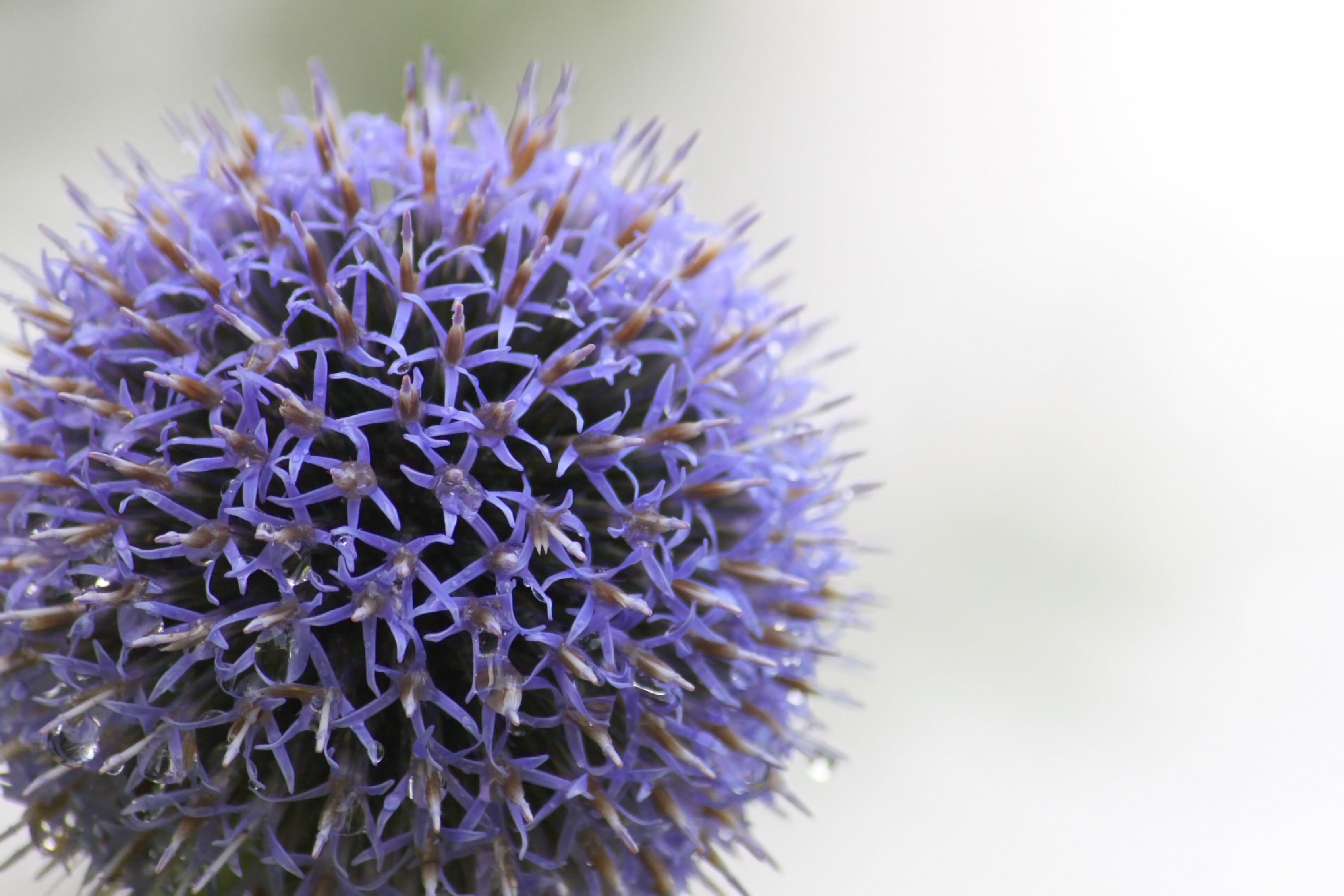 Bulbes ornementaux –Les alliums dans les bordures de jardin