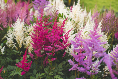 Learn how to grow bare root Astilbes