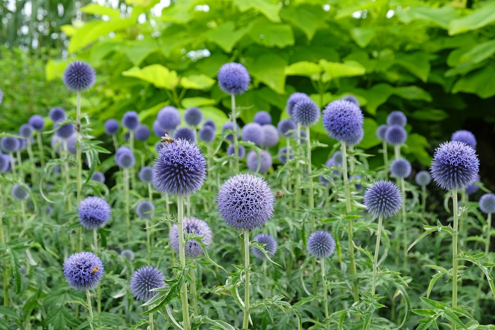 How to Grow Bare-Root Perennials