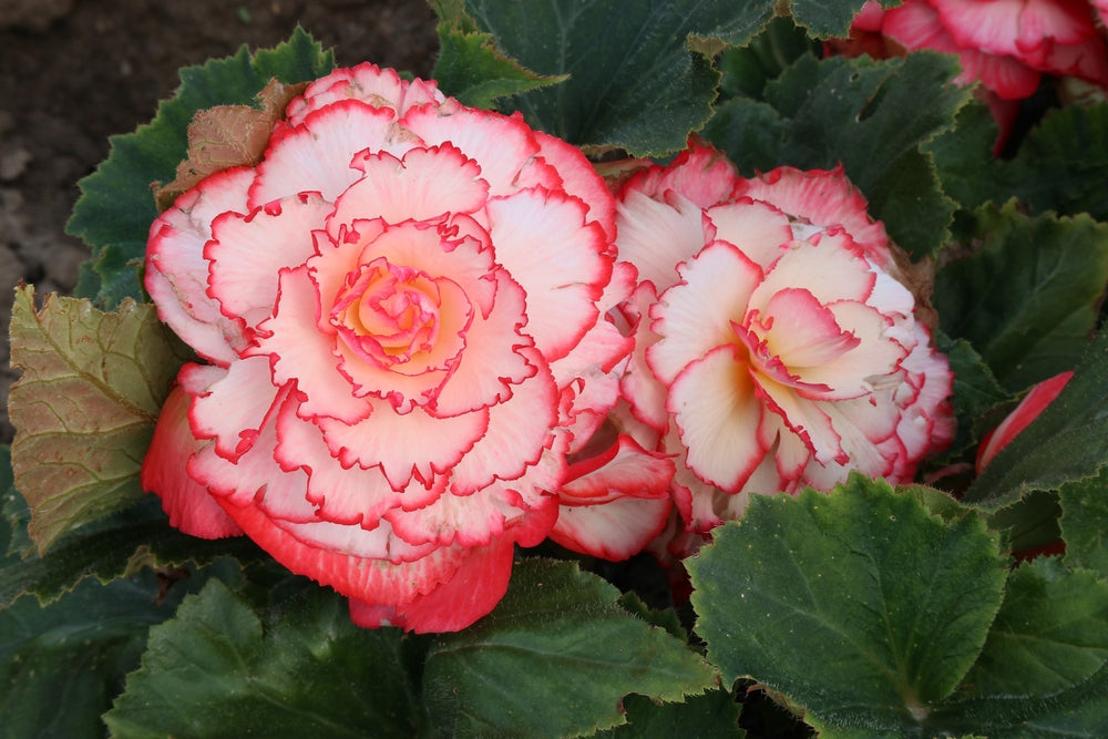 How to Grow Begonias