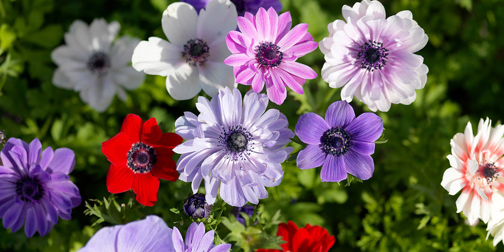 Growing Guides: How to Grow Anemone bulbs
