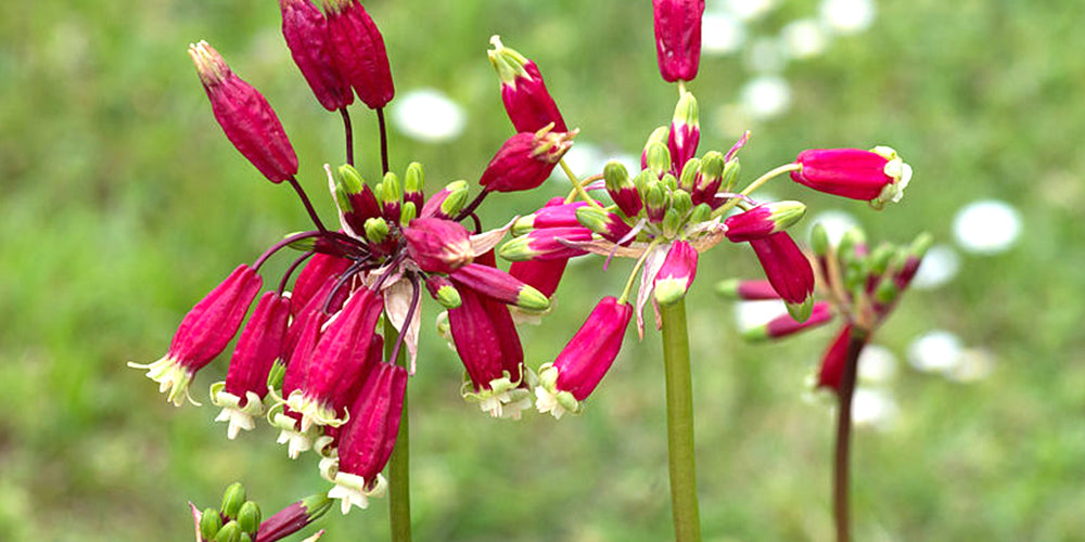Guides de culture : Comment cultiver le dichelostemma (Firecracker Flower)