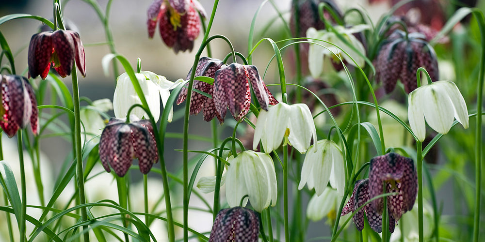 Growing Guides: How to Grow Fritillaria Bulbs