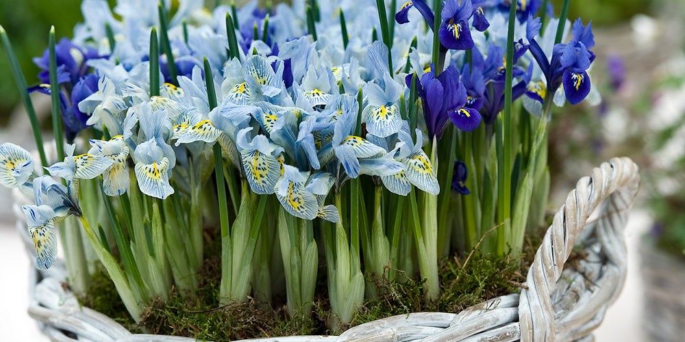 Comment cultiver les bulbes de Dutch iris