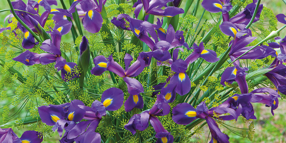 Guides de culture : Comment cultiver les bulbes de Dutch iris