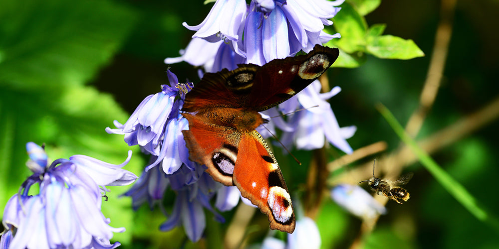 Guides de culture : Comment cultiver les jacinthoides (campanules espagnoles)