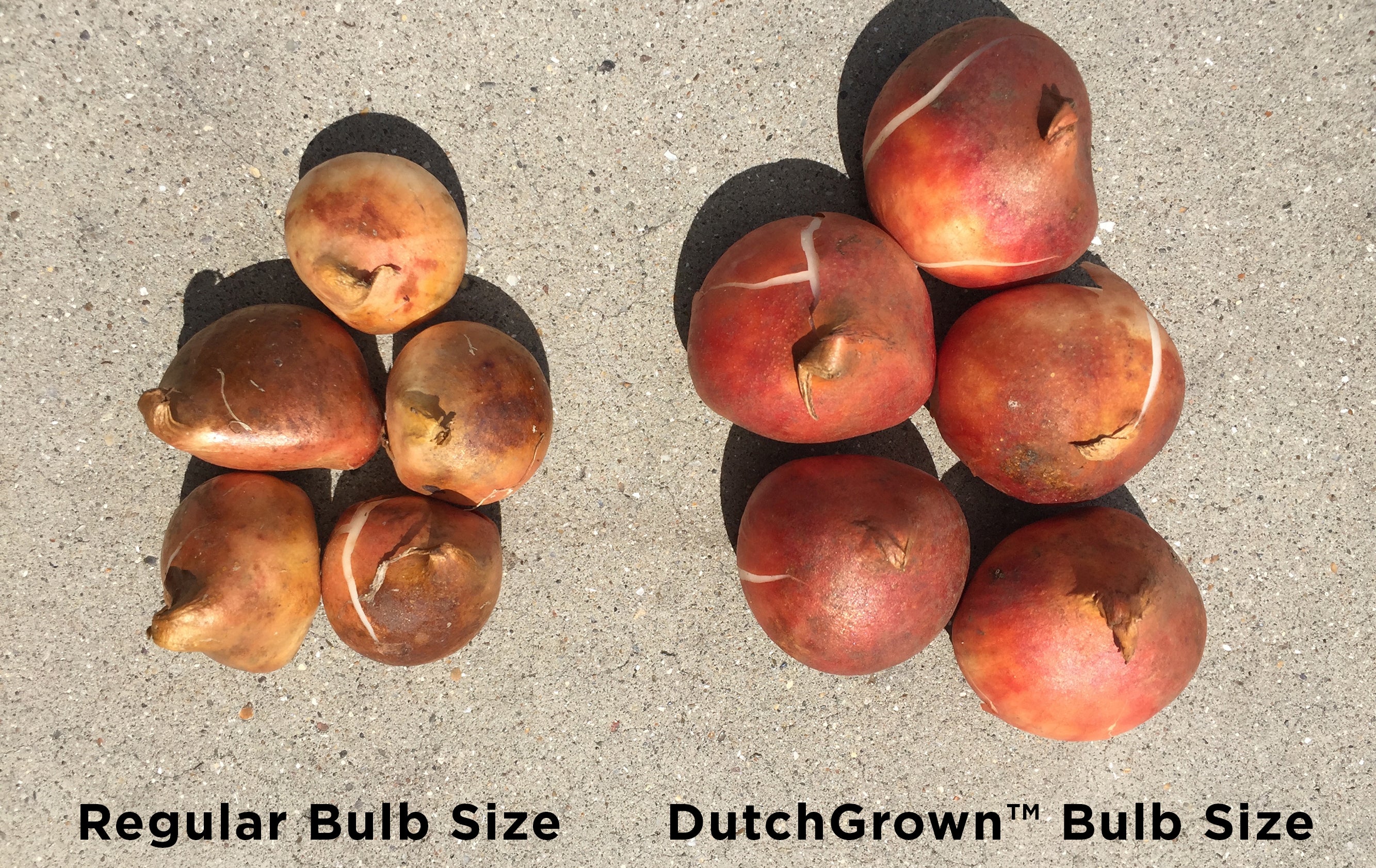 DutchGrown Flower Bulb Sizes and Quality