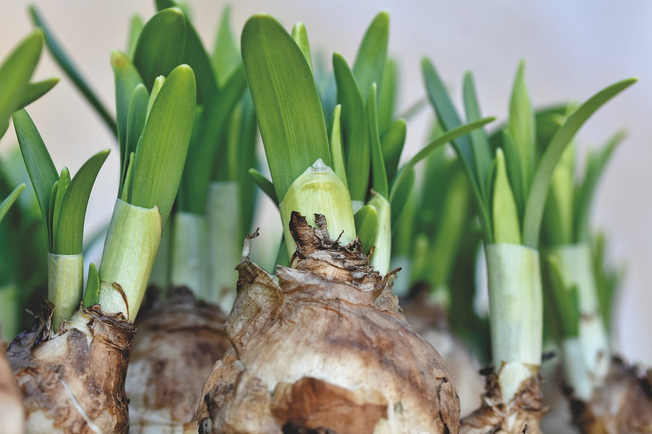 The Difference between Bulbs, Tubers & Rhizomes | DutchGrown UK