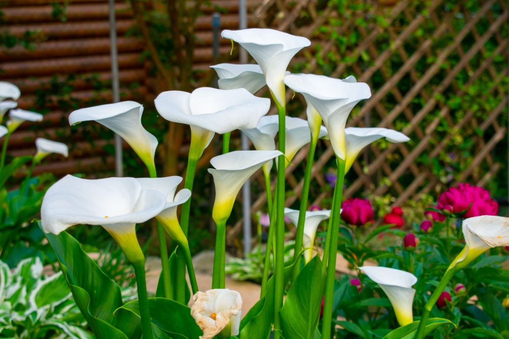 How to Grow Calla Lilies