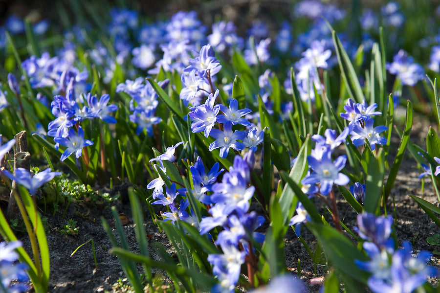 Chionodoxa Luciliae