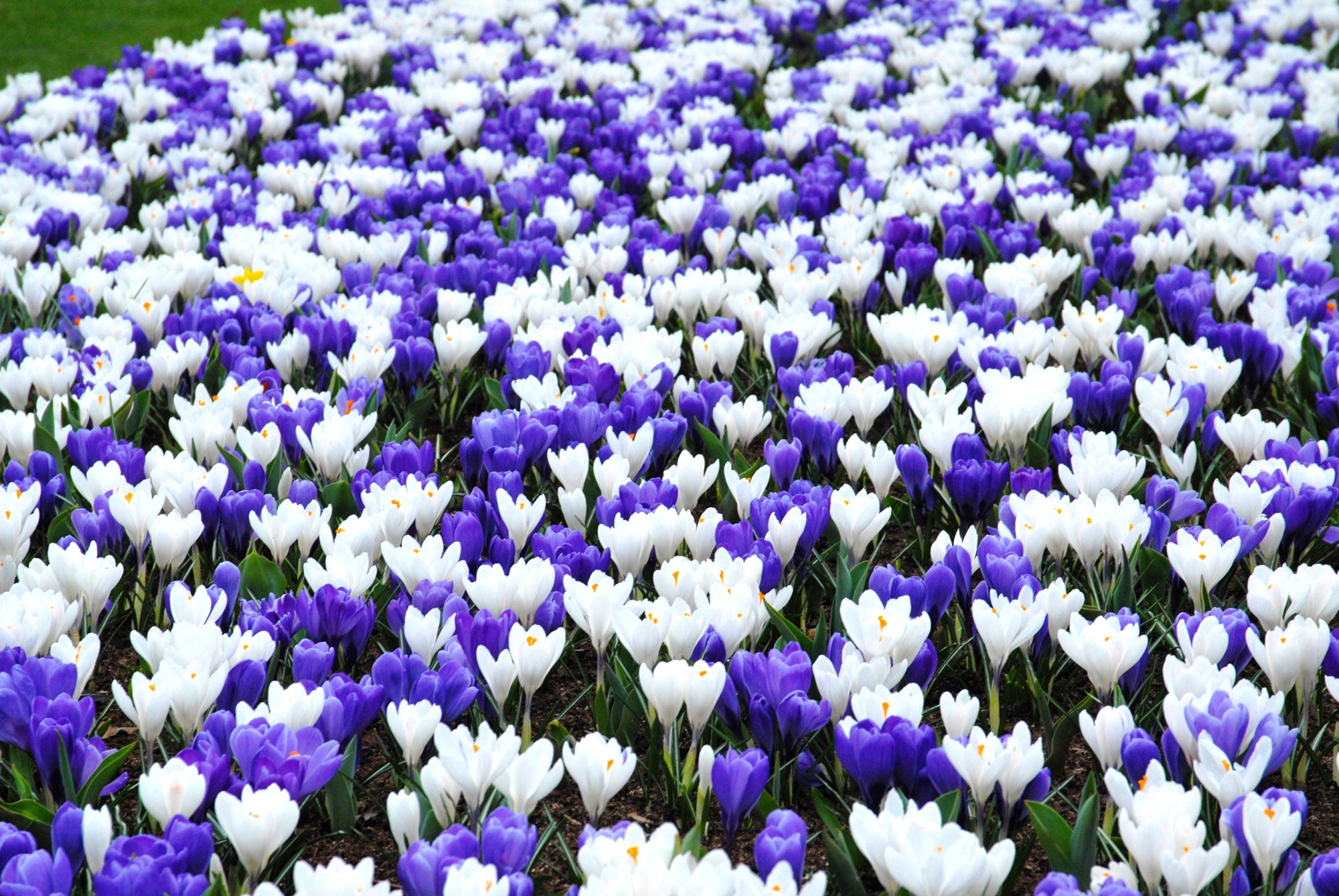 Growing Guides: How to grow Crocus bulbs