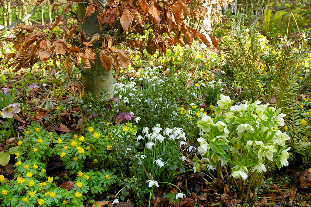 Early Flowering Bulbs in Your Garden