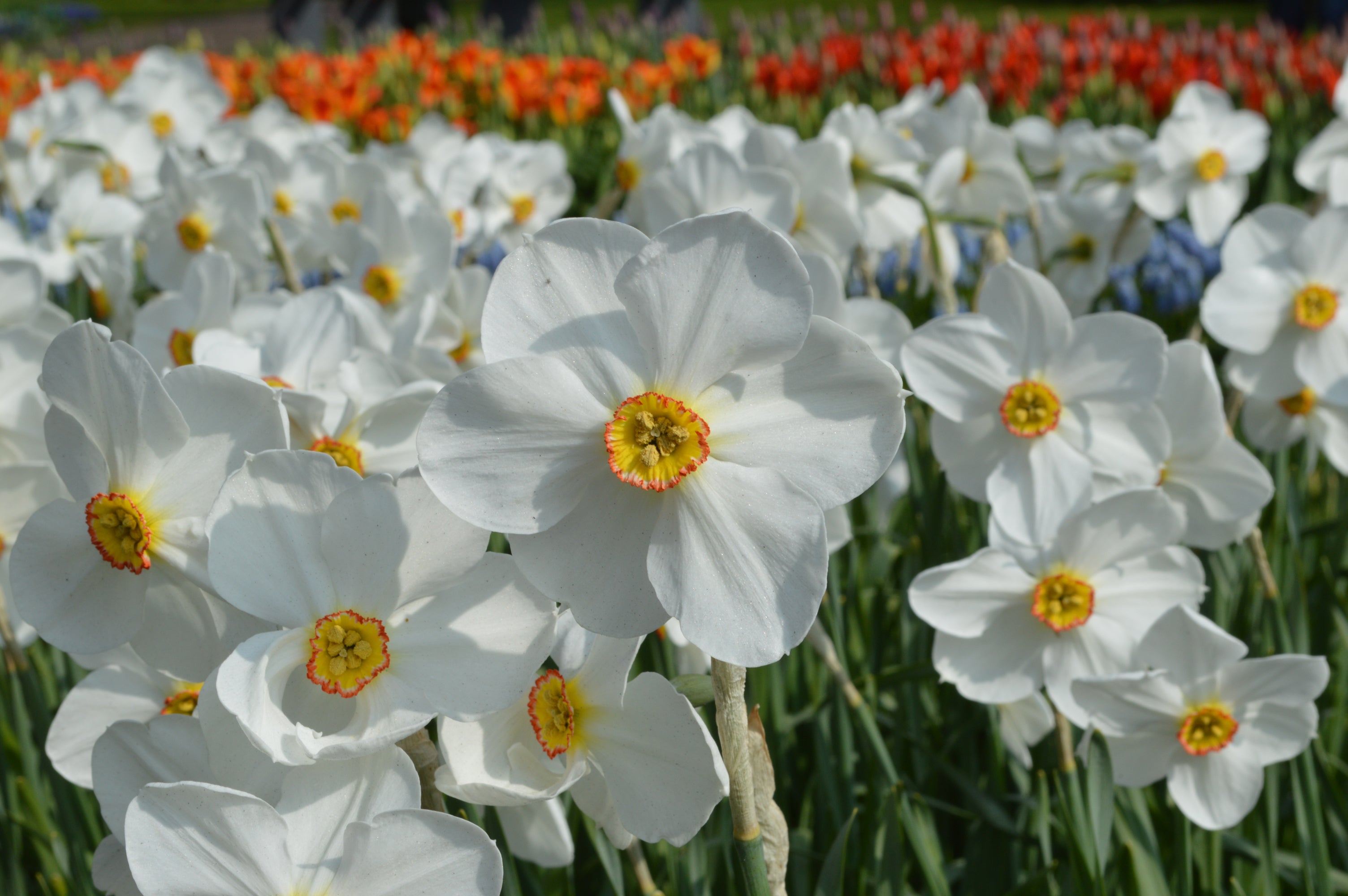 Daffodil Pheasant's Eye