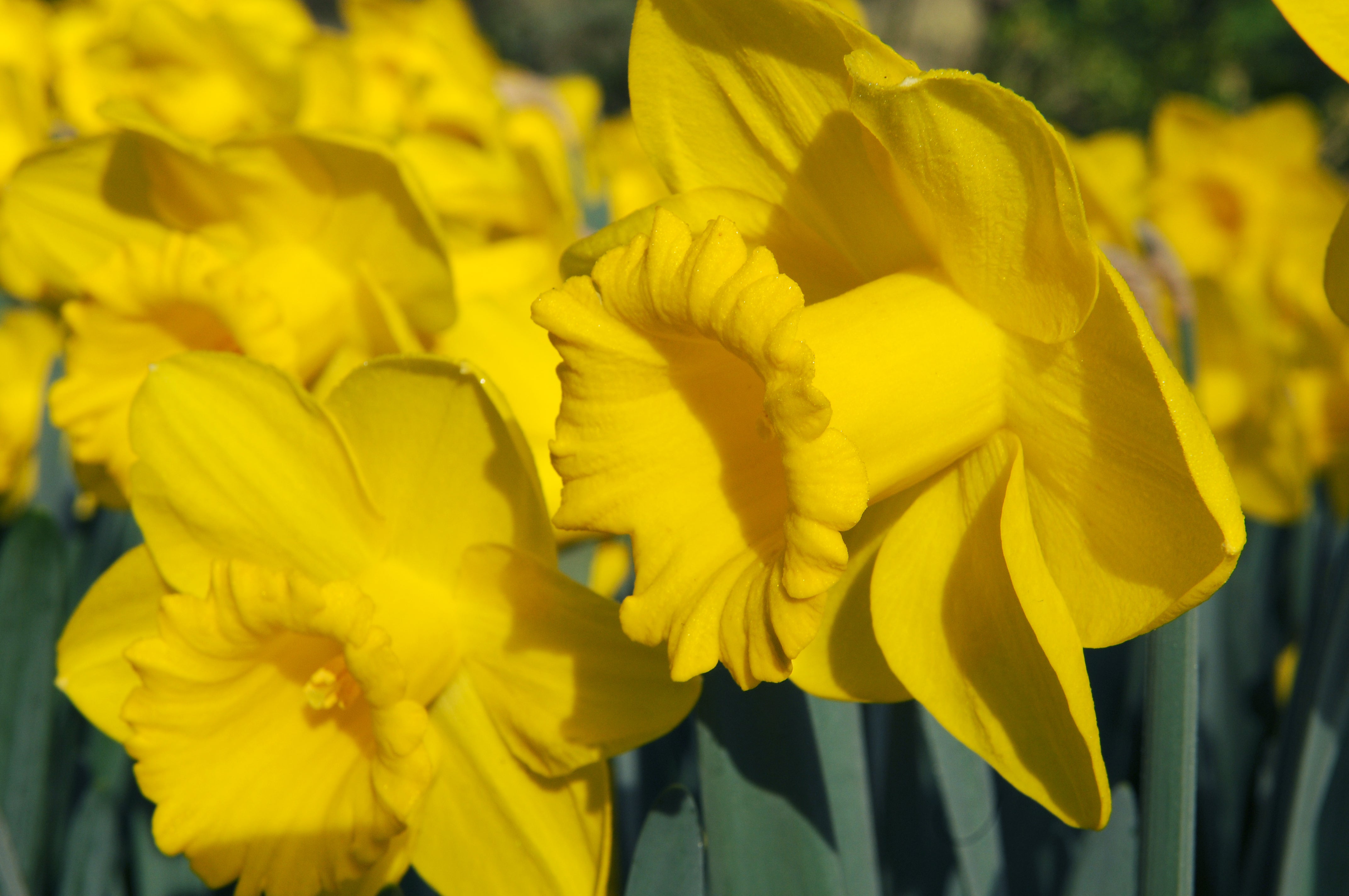 Comment cultiver les jonquilles et les narcisses