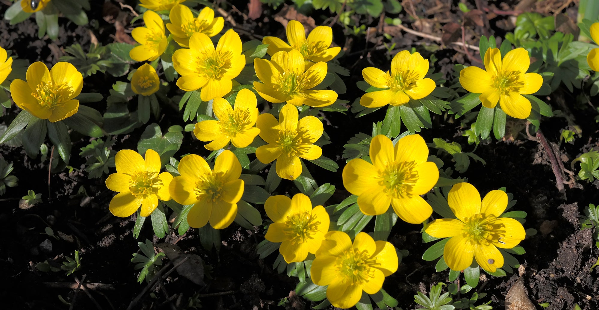 Eranthis Hyemalis (Winter Aconite)