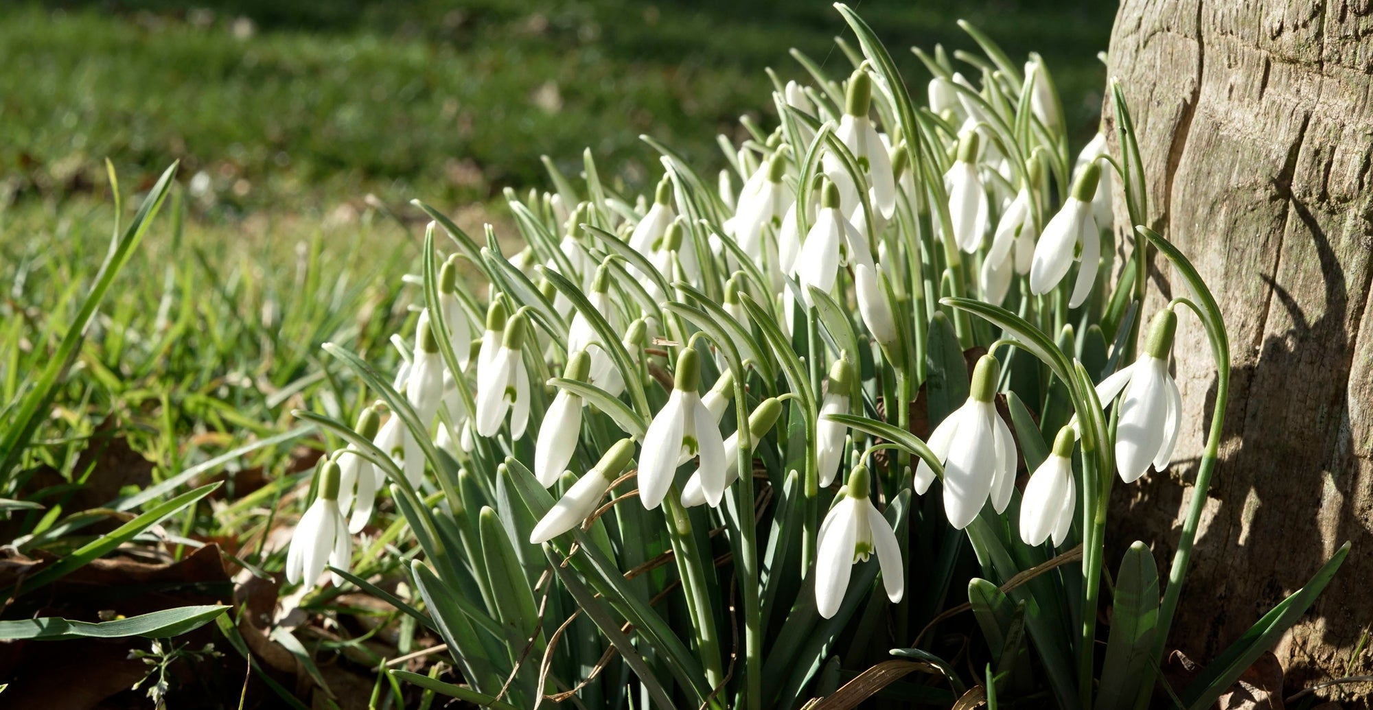 Growing Guides: How to grow Galanthus (Snowdrops)