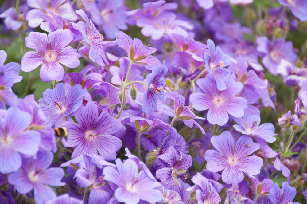 How to Grow Geranium