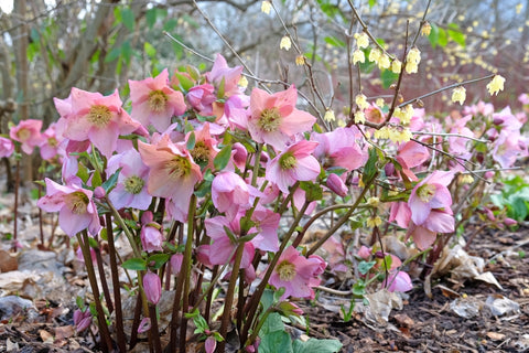 How to grow Helleborus bare roots