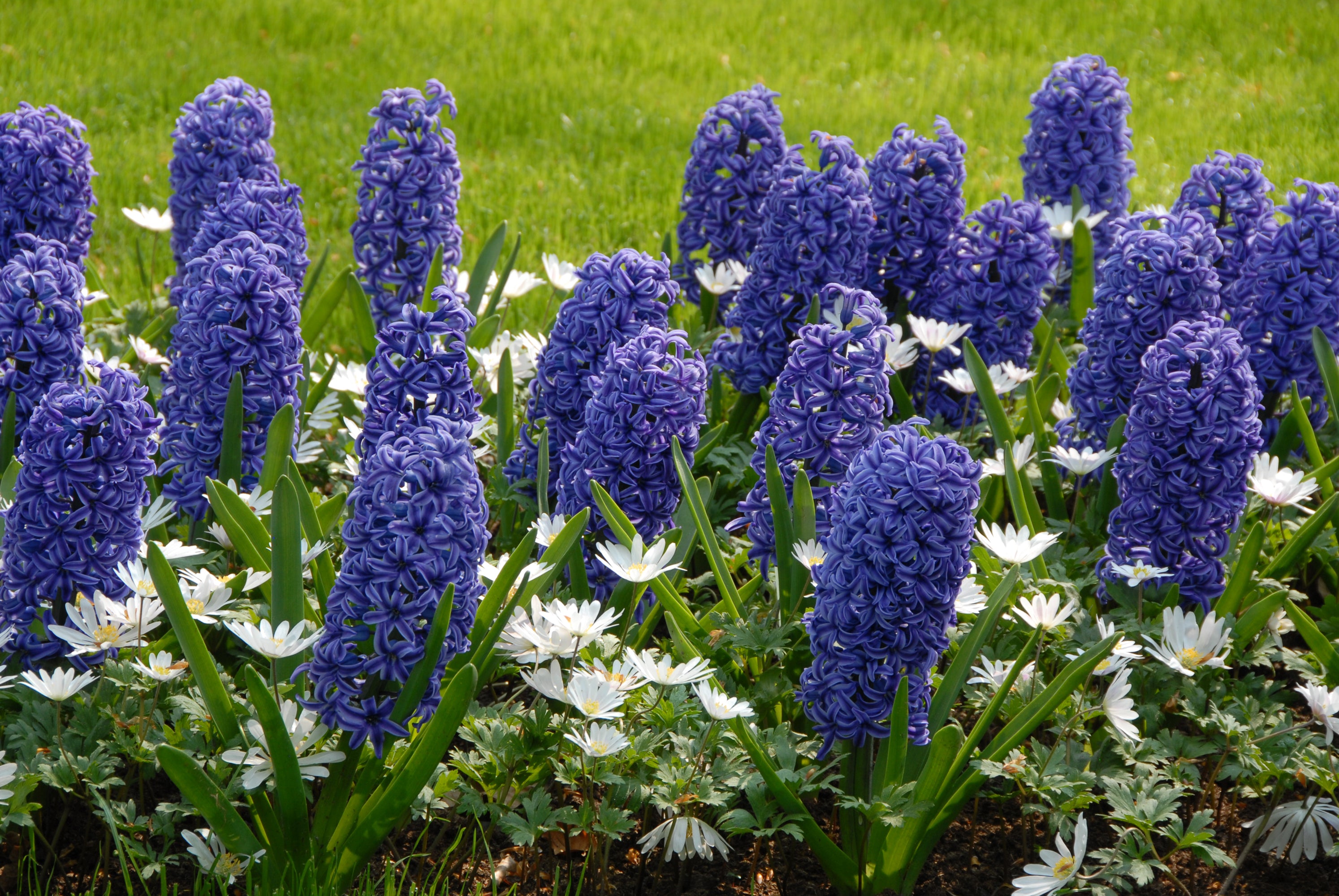 Growing Guides: How to grow Hyacinths 