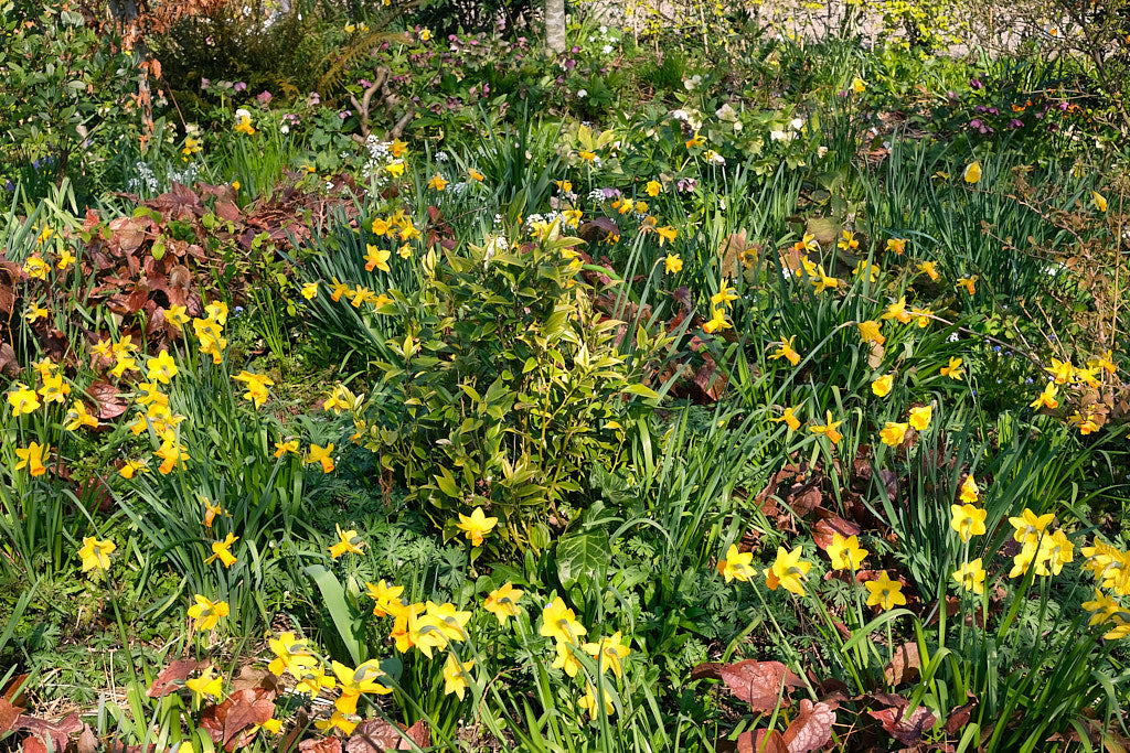 How to use Flower Bulbs in your garden