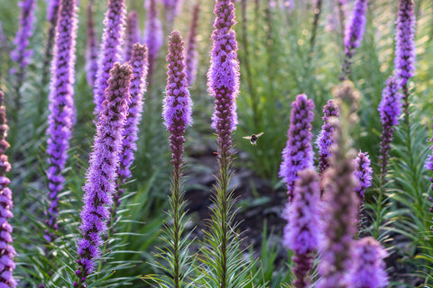 How to Grow Liatris