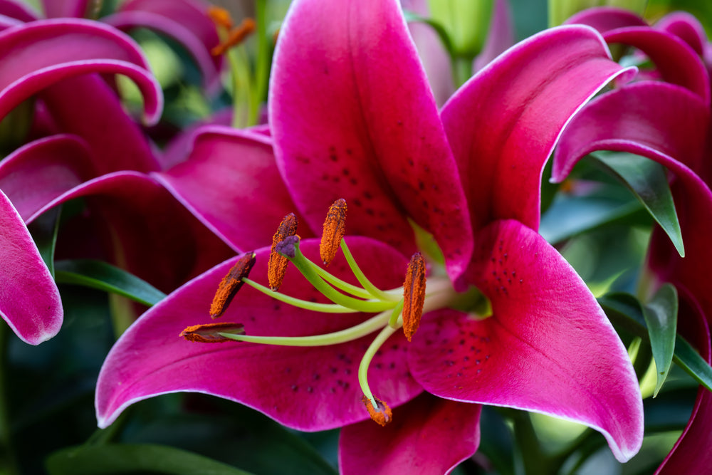 how to grow lilies from bulbs in spring