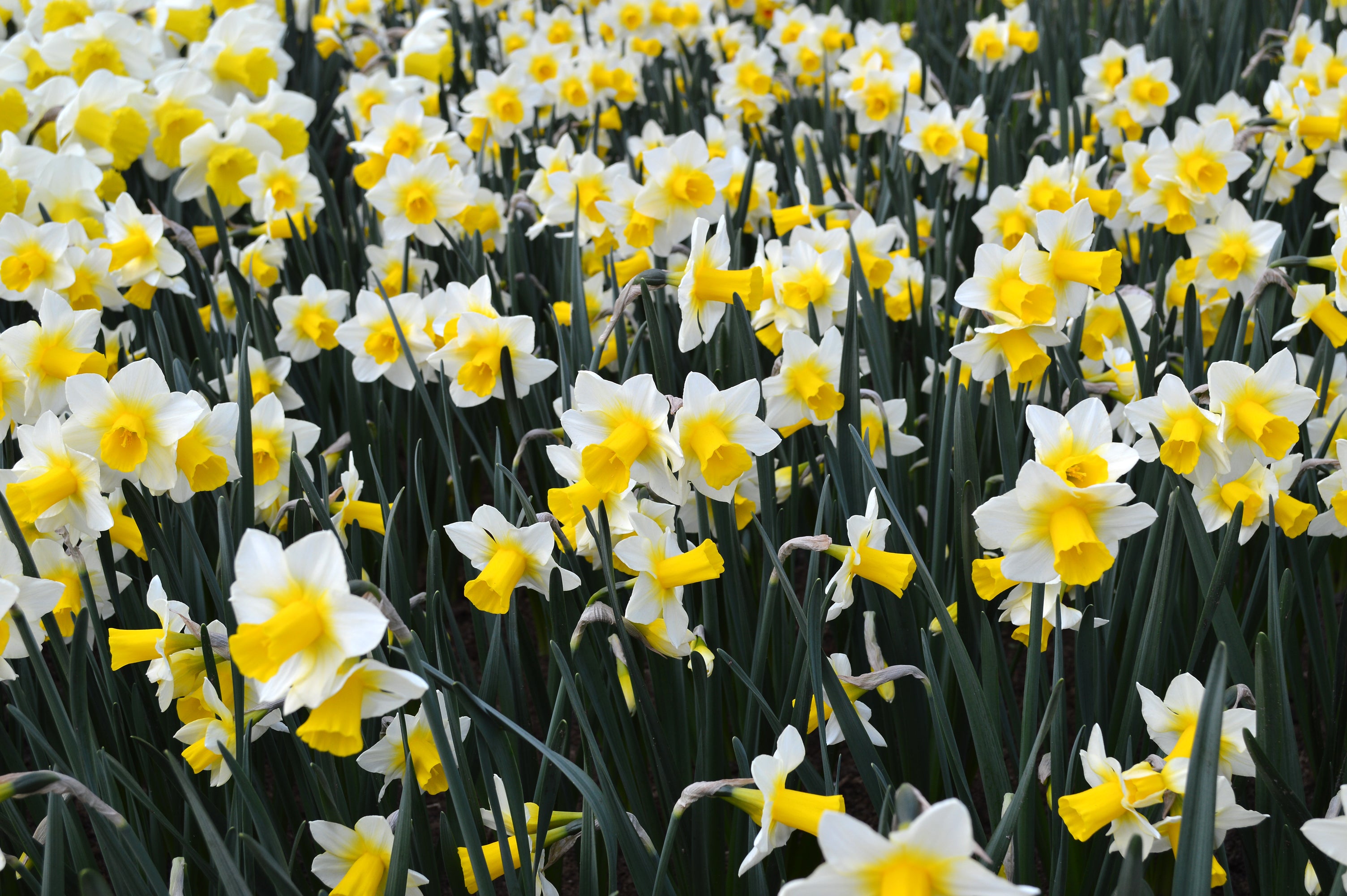 Mini Daffodil Golden Echo