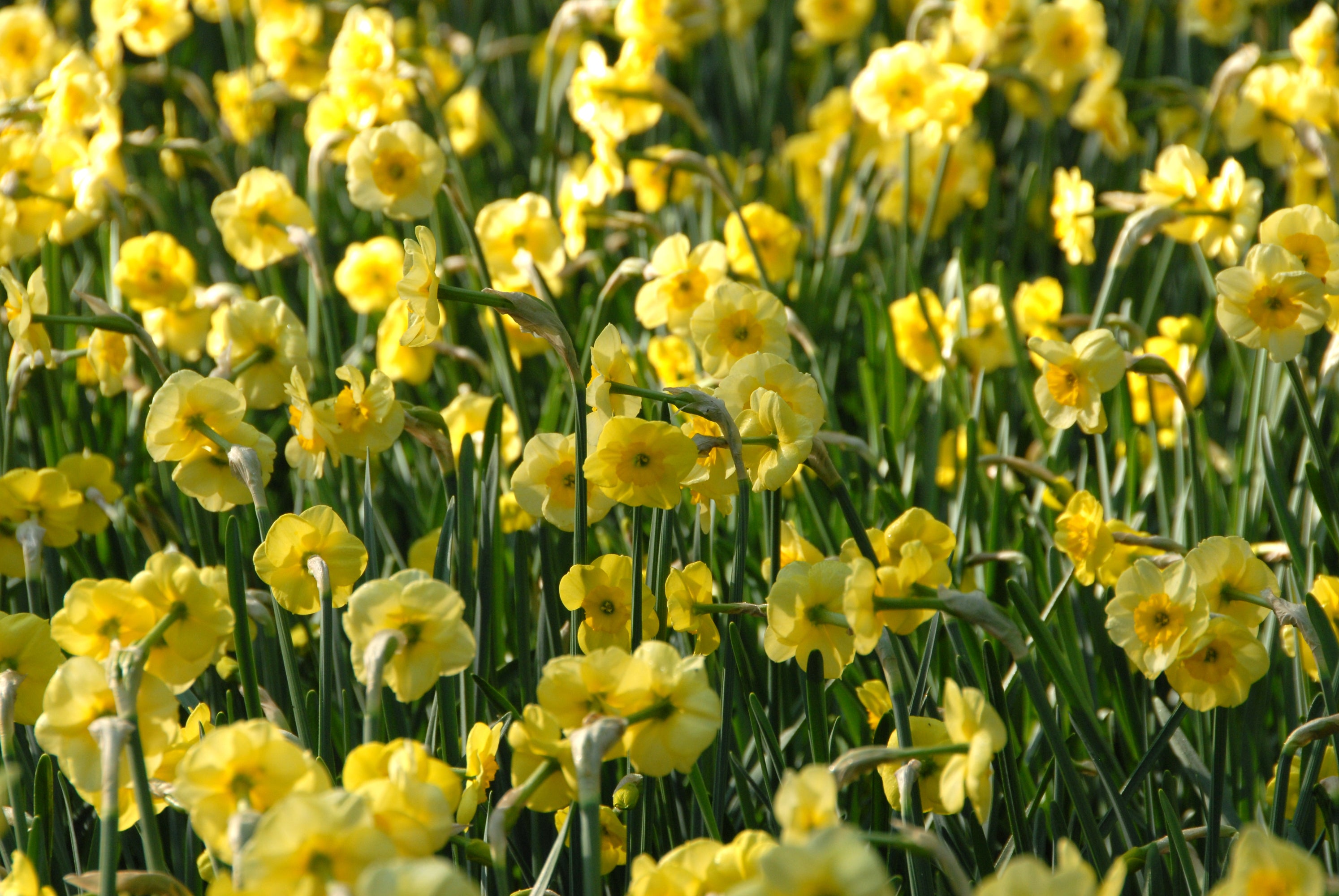 Mini Daffodil Sun Disc