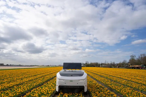 AI Robot finding sick tulips